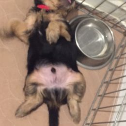 Yorkipoo and Yorkshire Terrier Puppies from Danza Bolo