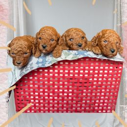 Cavapoo puppies from The Golden Rule Doodles