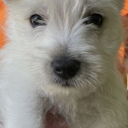 West Highland White Terrier Puppies from Colvin’s Westies