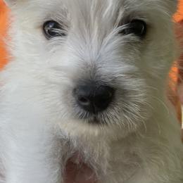 West Highland White Terrier Puppies from Colvin’s Westies
