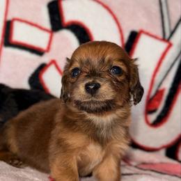 Pebbles - Sable female Dachshund puppy in Midland, Texas from The Barefield Doxies