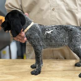 Sandy beige collar - Black roan female German Shorthaired Pointer puppy in Six Mile, South Carolina from The Proper Pointer Co.
