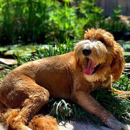 Goldendoodle and Maltipoo All Grown Up from Palm View Pups