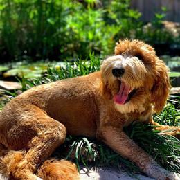 Goldendoodle and Maltipoo All Grown Up from Palm View Pups