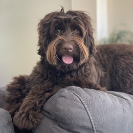 Georgia - Australian Labradoodle