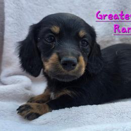 Dachshund Puppies from Greatest Journey Ranchette