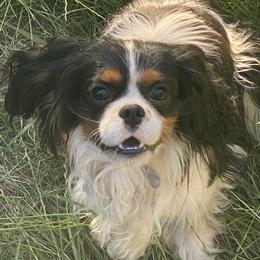 Cavalier King Charles Spaniels from Cascade Cavaliers