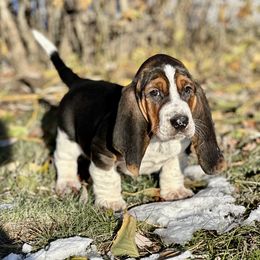 Basset Hound Puppies from Plummer Mountain Kennels
