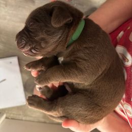 Green Boy - Chocolate male Labrador Retriever puppy in Rock Hill, South Carolina from North Star Retrievers