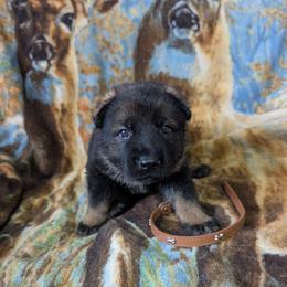 Brown - Sable female German Shepherd puppy in Motley, Minnesota from Von Thomson Haus