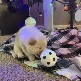 Shiba Inu Puppies from EndThyme Acres