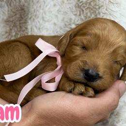 Dream - Red female Australian Labradoodle puppy in Upland, California from Kings Labradoodles