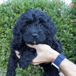Beast - Black and white male Cockapoo puppy in Bethlehem, Georgia from Darling Doodles