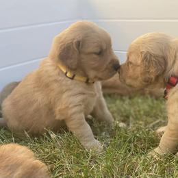 Golden Retriever Puppies from Washington Lakeside Goldens