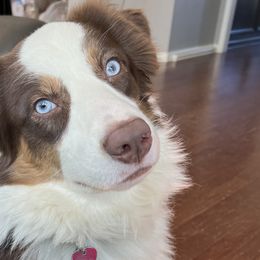 Quinn - Australian Shepherd