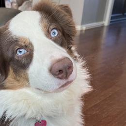 Quinn - Australian Shepherd