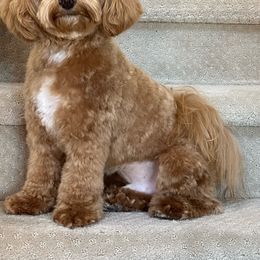 Maltipoo All Grown Up from Maltipoo FurBabies