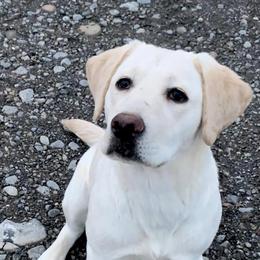 Labrador Retrievers from Thistle Hill Labradors