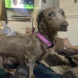 Barbie - Dachshund