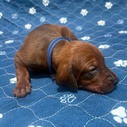 Snoop dog - Red male Redbone Coonhound puppy in Mount Pleasant, Texas from Harmons Hounds