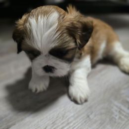 Sam - Liver and white male Shih Tzu puppy in Filer, Idaho from Shih Tzu Kennels