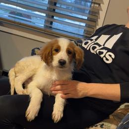 Boy 1 - Red  male Goldendoodle puppy in Pleasant Hill, Iowa from Courtney Nicole's Mal Shihs & Goldendoodles