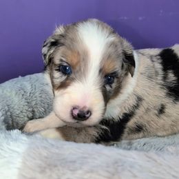 RAVEN BOY1 - Blue merle male Australian Shepherd puppy in South Hill, Virginia from Silverside Aussies LLC