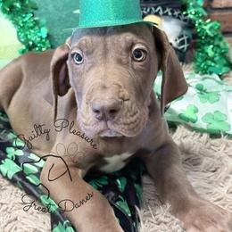 Dusk - Chocolate male Great Dane puppy in Barberton, Ohio from Guilty Pleasure Great Danes