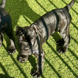 Blue Collar Female - Black brindle female Cane Corso puppy in Mc Ewen, Tennessee from Worldwide Kennels