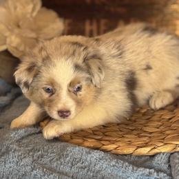 Gil - Red merle male Miniature Australian Shepherd puppy in California from Eagle River Aussies