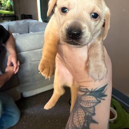 Cream boy - Cream male Dachshund puppy in Kelso, Washington from New Age Doxies