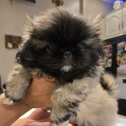 Pekingese puppies from Thomas's Pekingese
