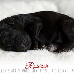 Red Boy - Black male Goldendoodle puppy in Carthage, Tennessee from Willows Doodles