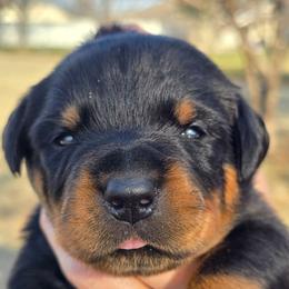 I don't name them - Black and mahogany male Rottweiler puppy in Oklahoma City, Oklahoma from Von Edlenhaus Rottweilers