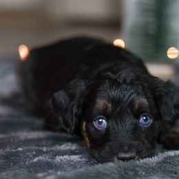 Joy - Black phantom female Aussiedoodle puppy in Casa, Arkansas from Blue Diamond Puppies