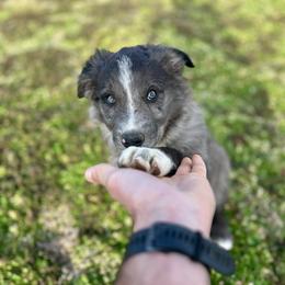 Toast - Blue merle male Border Collie puppy in Centerton, Arkansas from Chappell Breeding