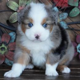 Boy 1 - Blue merle male Miniature Australian Shepherd puppy in Lawton, Oklahoma from Lindsey’s Aussies