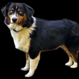 Sasha - Australian Shepherd