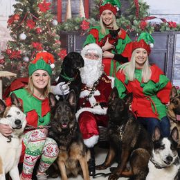 German Shepherds from Woodz Indiana German Shepherds