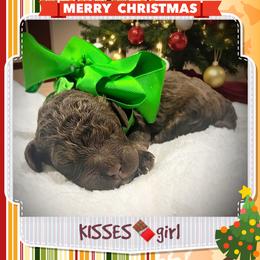 KISSES - Brown and white female Aussiedoodle puppy in Houston, Texas from Jomelkin Furry Pals