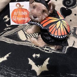 Miniature Schnauzer Puppies from Amaya Lara Schnauzers