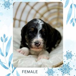 Mabel - Tri-color female Bernedoodle puppy in Sterling, Colorado from North 40 Doodles