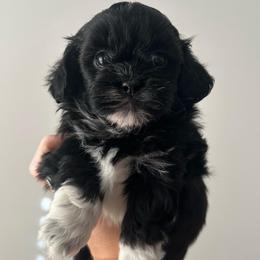 Black Male - Black and white male Shihpoo puppy in Asheboro, North Carolina from Southern Bred Pups
