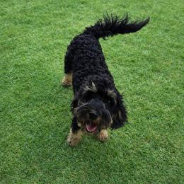 Rocky - Black and tan male Cavapoo puppy in Kountze, Texas from CaviCajun Kennels