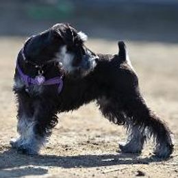 Miniature Schnauzers from Bachi's Miniature Schnauzers
