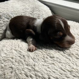 Spot - Chocolate and tan male Dachshund puppy in Mocksville, North Carolina from The Dachs of Hazzard Dachshunds