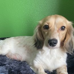 Jainie - Dachshund