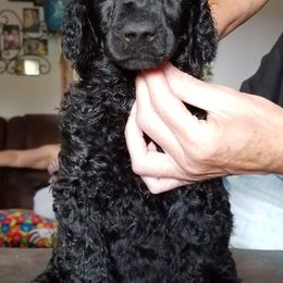 Poodle Puppies from MyTyme Kennels