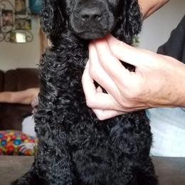 Poodle Puppies from MyTyme Kennels