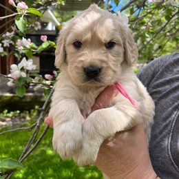 Golden Retriever Puppies from MarGold Goldens
